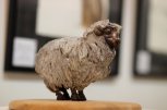ANIMALIA – акварел и бронз за малки и големи - снимка 2